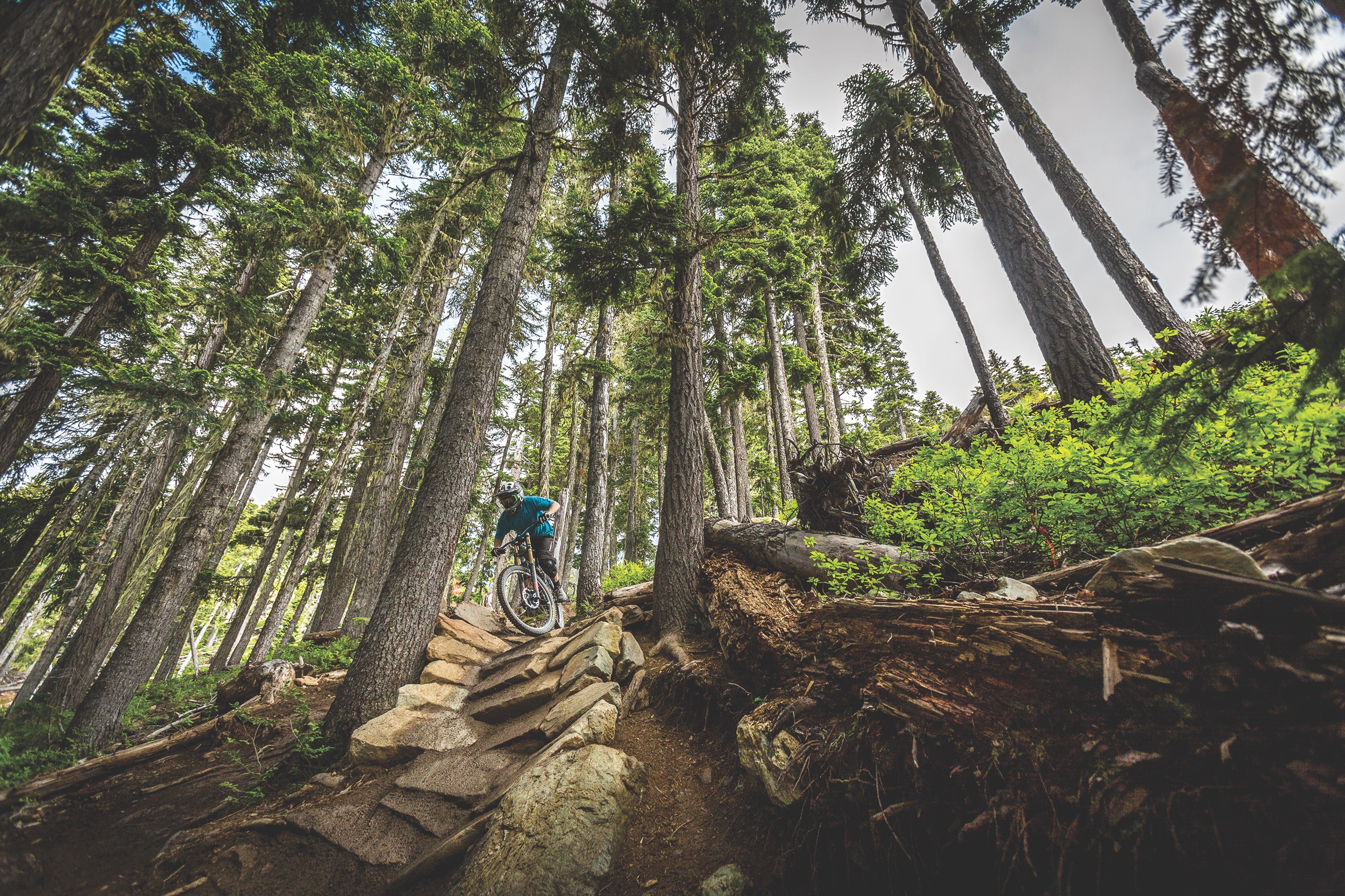 biking, forest, whistler, extreme sports, mountain, bristish columbia