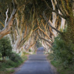 Dark Hedges