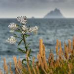 Lead Skellig Six18 botanicals