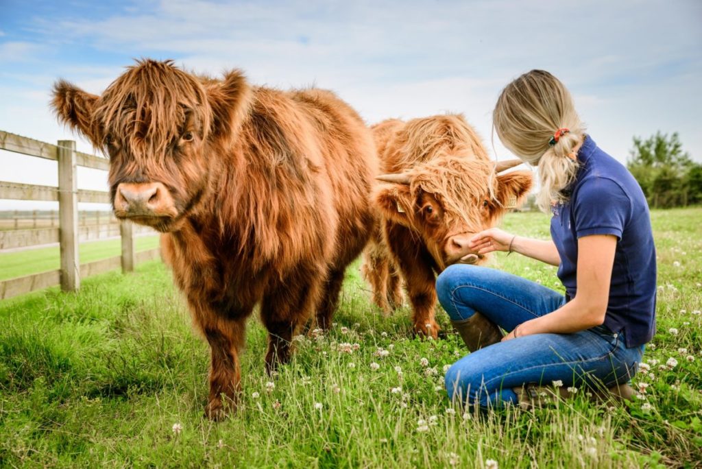 Where to see Highland cows in Scotland