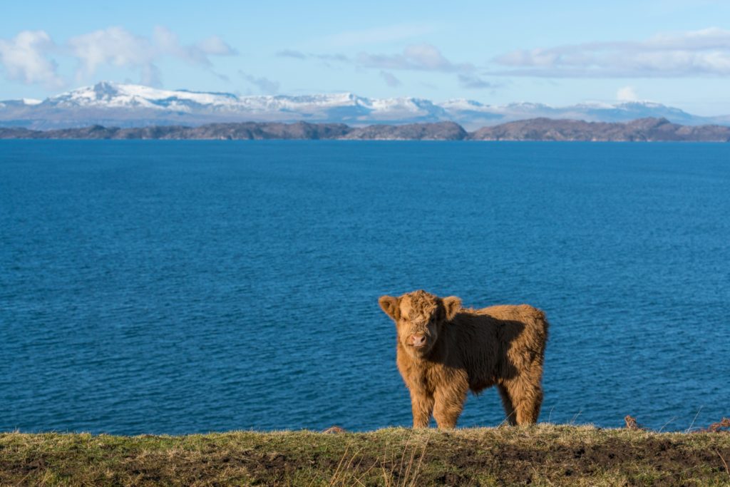 Where to See Highland Cows in Scotland