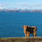 Highland cow on the coastal road between Applecross and Shieldaig