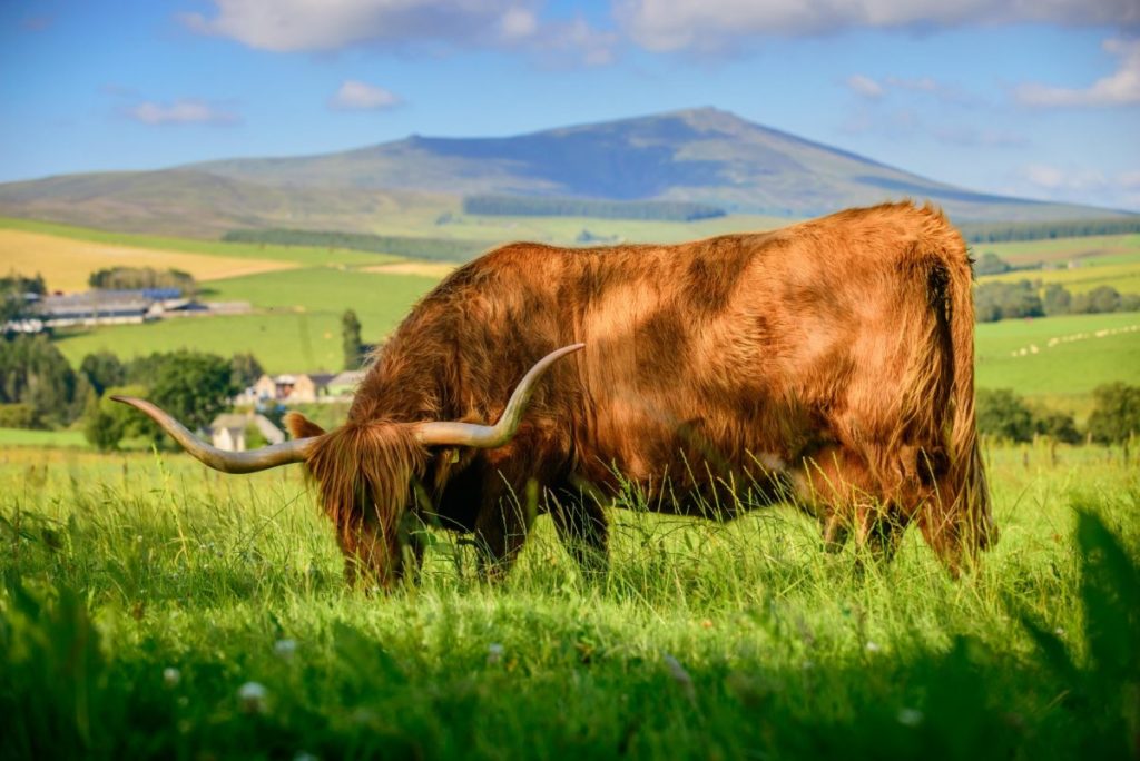 Highland Cattle on Field