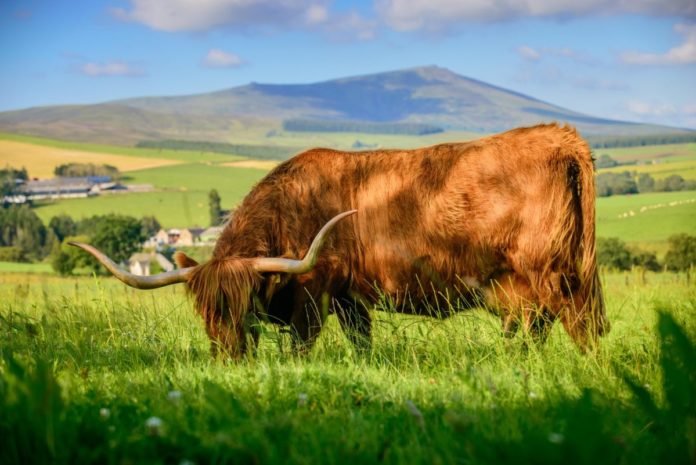 highland cow farm visit scotland