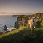 ireland-cliffs-sheep