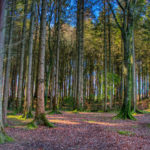 Forest-bathing