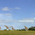 Fota Island Wildlife Park, Cork