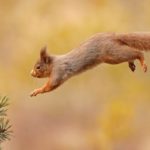 squirrel-Neil-McIntyre_small-a-1200×696-1